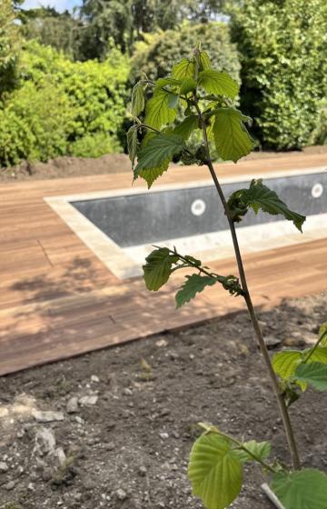 Pourquoi Choisir une Terrasse en Bois avec Woodpecker en Val-de-Marne ?